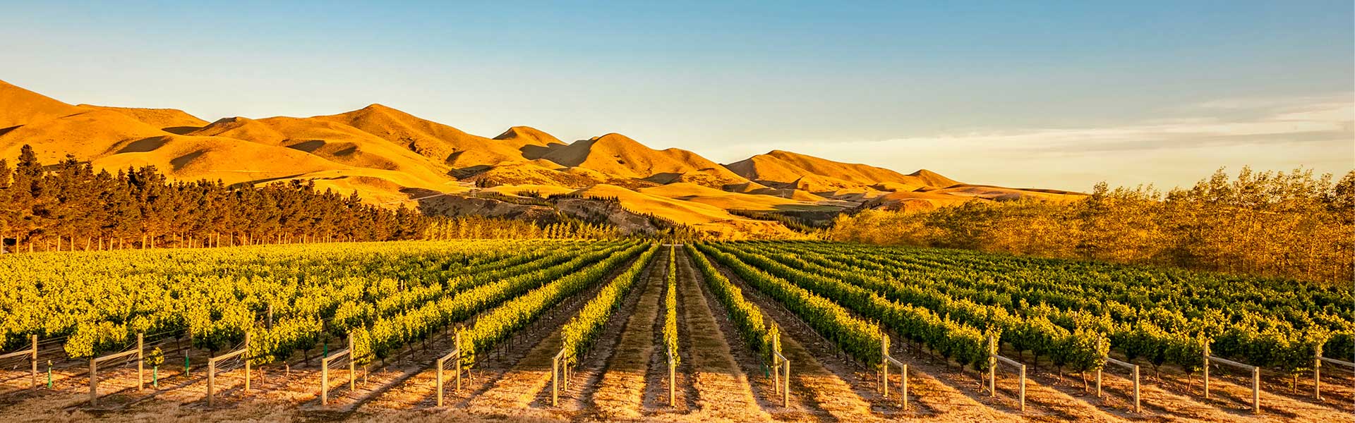 Vineyard in Canterbury, New Zealand